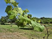 Parduodamas sklypas Trakų rajone (šalia - nuotraukos Nr. 10