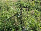 Parduodamas sklypas Trakų rajone (šalia - nuotraukos Nr. 14
