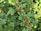 Parduodamas sklypas Trakų rajone (šalia - nuotraukos Nr. 18