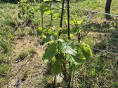 Parduodamas sklypas Trakų rajone (šalia - nuotraukos Nr. 19