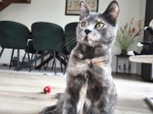 Parduodamas naujos statybos kotedžas - nuotraukos Nr. 8