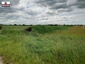 Parduodamas pigiai 1,67 ha žemės sklypas - nuotraukos Nr. 9