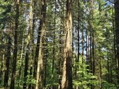 Parduodami 15,26ha bendro ploto sklypai su - nuotraukos Nr. 2