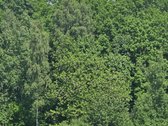Parduodami 15,26ha bendro ploto sklypai su - nuotraukos Nr. 3