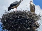 Parduodami 15,26ha bendro ploto sklypai su - nuotraukos Nr. 12