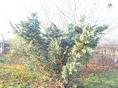 Parduodamas erdvus 15a sklypas Šarkaičių g. - nuotraukos Nr. 15
