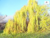 Parduodamas erdvus 15a sklypas Šarkaičių g. - nuotraukos Nr. 19