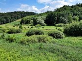 Šalia Neries upės, Vaisteriškių k., - nuotraukos Nr. 6