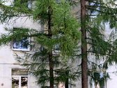 Nuomojamas tvarkingas 1 kamb. butas patogioje - nuotraukos Nr. 17