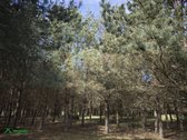 Parduodamas išpuoselėtas 4,43 ha bendro ploto - nuotraukos Nr. 5