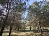 Parduodamas išpuoselėtas 4,43 ha bendro ploto - nuotraukos Nr. 6