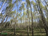 Parduodamas išpuoselėtas 4,43 ha bendro ploto - nuotraukos Nr. 7