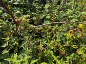 Parduodamas erdvus gyvenamasis namas Jančiūnų - nuotraukos Nr. 19