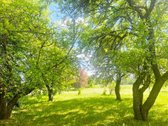 Tvarkinga, Jauki Sodyba Kalvų Ir Miškų - nuotraukos Nr. 22