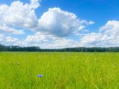 Tvarkinga, Jauki Sodyba Kalvų Ir Miškų - nuotraukos Nr. 24