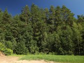 Parduodamas namų valdos sklypas Mažuosiuose - nuotraukos Nr. 3