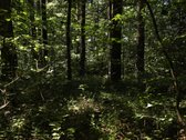Parduodamas namų valdos sklypas Mažuosiuose - nuotraukos Nr. 7