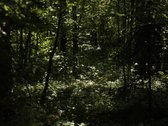Parduodamas namų valdos sklypas Mažuosiuose - nuotraukos Nr. 11