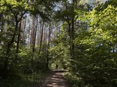 Parduodamas namų valdos sklypas Mažuosiuose - nuotraukos Nr. 13