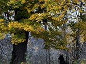 Parduosime sklypo dalį tiems, kurių vertybės - nuotraukos Nr. 11