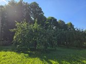 Su sklypu prie ežero, miškų, ežerų, kalvų ir - nuotraukos Nr. 23