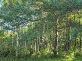 Su sklypu prie ežero, miškų, ežerų, kalvų ir - nuotraukos Nr. 27