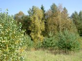 Parduodamas išskirtinis, net 8,4 hektarų - nuotraukos Nr. 11