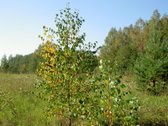 Parduodamas išskirtinis, net 8,4 hektarų - nuotraukos Nr. 12