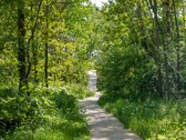 Brandžiame pušyne, arčiausiai jūros įsikūręs - nuotraukos Nr. 17