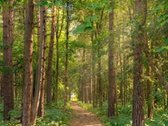 Parduodami Du Besiribojantys Sklypai Su Namu - nuotraukos Nr. 11
