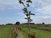 Parduodu 6.22 ha sklypo dalį iš 9,57 ha, su - nuotraukos Nr. 3