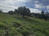 Parduodamas 26,29a sklypas Kenos km.,rukainių - nuotraukos Nr. 6