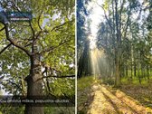 Sengirės Ir Ąžuolų Apsuptyje Prie Neries – - nuotraukos Nr. 11