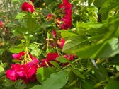 Parduodamas 6 a Sklypas Su Vasarojimo Nameliu - nuotraukos Nr. 2