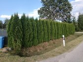 Parduodama Sodyba Varėnos R. – 38 Arai, 3 - nuotraukos Nr. 19