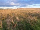 Parduodamas 5,90 ha žemės ūkio paskirties - nuotraukos Nr. 5