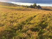 Parduodamas 5,90 ha žemės ūkio paskirties - nuotraukos Nr. 8