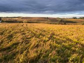 Parduodamas 5,90 ha žemės ūkio paskirties - nuotraukos Nr. 9