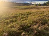Parduodamas 5,90 ha žemės ūkio paskirties - nuotraukos Nr. 10