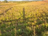 Parduodamas 5,90 ha žemės ūkio paskirties - nuotraukos Nr. 11