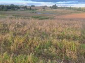 Parduodamas 5,90 ha žemės ūkio paskirties - nuotraukos Nr. 12