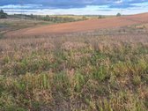 Parduodamas 5,90 ha žemės ūkio paskirties - nuotraukos Nr. 13