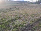 Parduodamas 5,90 ha žemės ūkio paskirties - nuotraukos Nr. 21