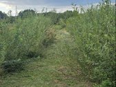 Sklypas su statybos leidimu, statyti galima - nuotraukos Nr. 10