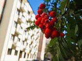 Erdvus ir šviesus 75 m² butas renovuotame - nuotraukos Nr. 5