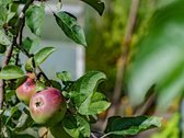 Erdvus, Prižiūrėtas, Kokybiškai Įrengtas - nuotraukos Nr. 27