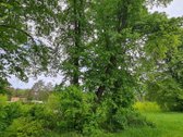 Du gretimi sklypai (12,2 ir 15,5 a) uždarame - nuotraukos Nr. 10
