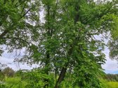 Du gretimi sklypai (12,2 ir 15,5 a) uždarame - nuotraukos Nr. 11