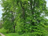 Du gretimi sklypai (12,2 ir 15,5 a) uždarame - nuotraukos Nr. 12