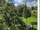 Sklypo plotas – 8,54 a - nuotraukos Nr. 7